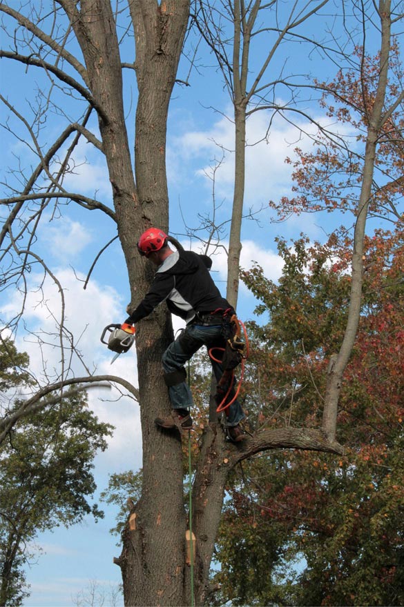 Tree Trimming in Deephaven with chainsaw and safety equipment.