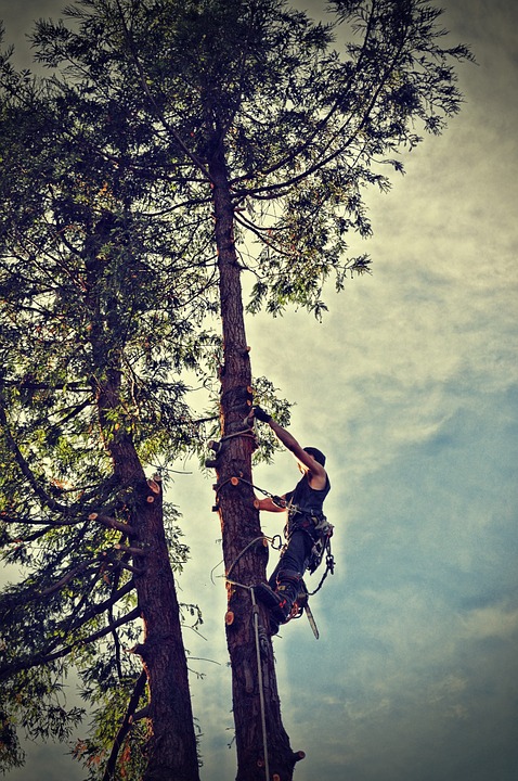 Professional tree removal, topping tree by climbing.