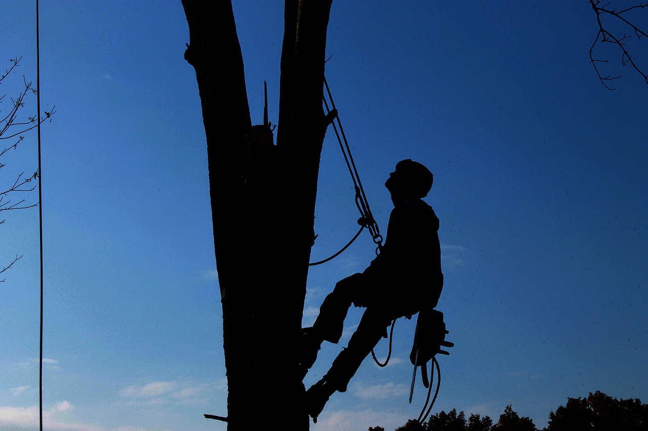 A tree trimming professional climbing a tree with a safety harness.