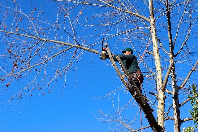 Professional trimming the branch off of a tree.