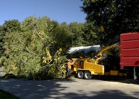 Tree Removal