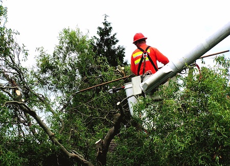 Tree trimming from a bucket truck.