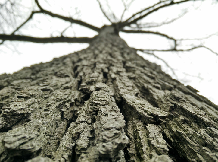 Minnesota home in need of tree service.