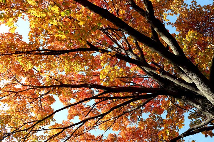 Canopy of a fall tree.