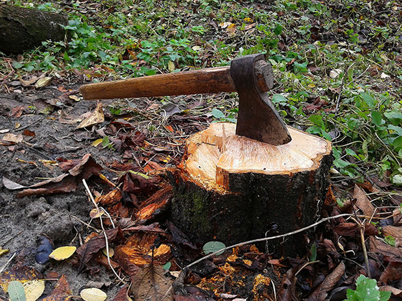 Axe stuck in the stump of a tree which has been removed.