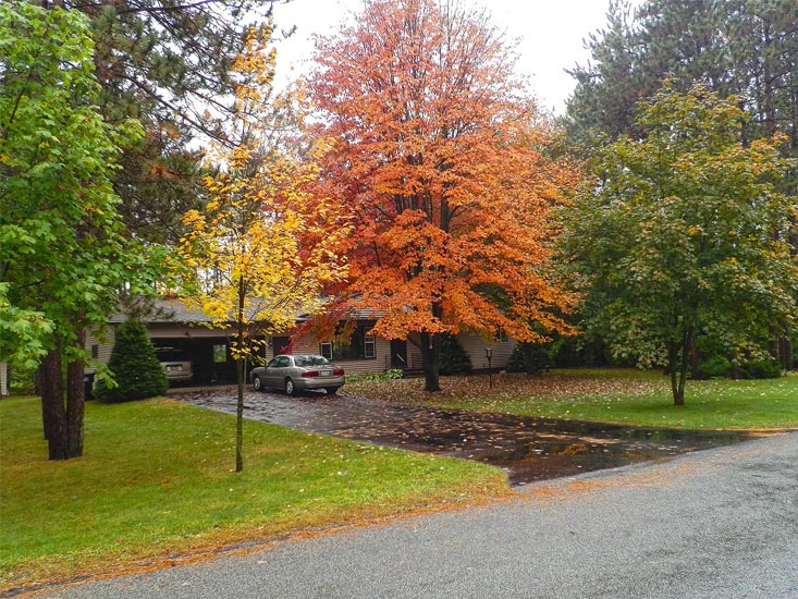 Minnesota home in need of tree service.