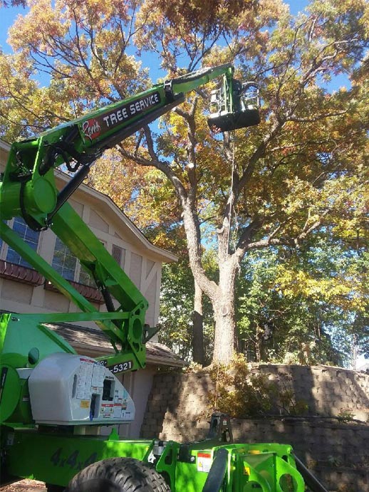 Tree Trimming