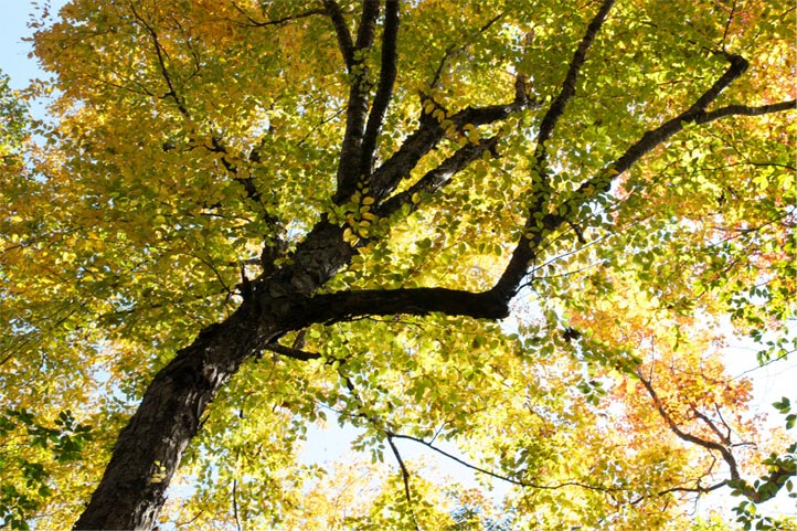 Summer Tree Leaves