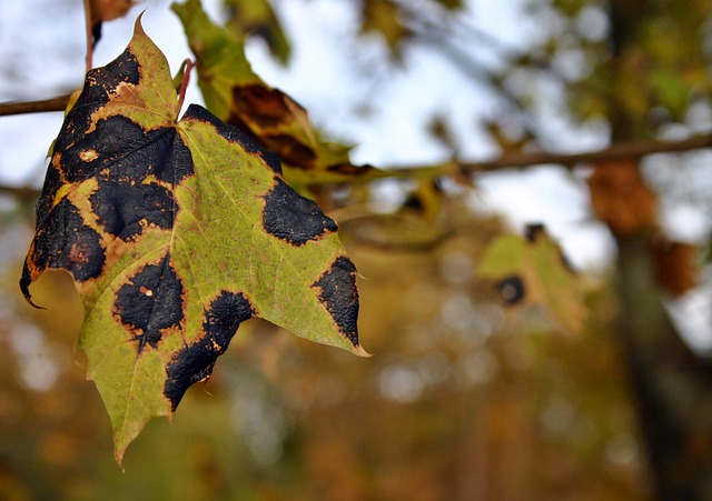 Maple tree with tar stain disease