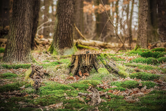 Tree stump with roots left in the ground after tree removal.