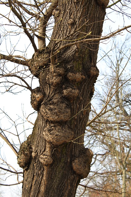 Sick tree with multiple swelling points on its trunk.