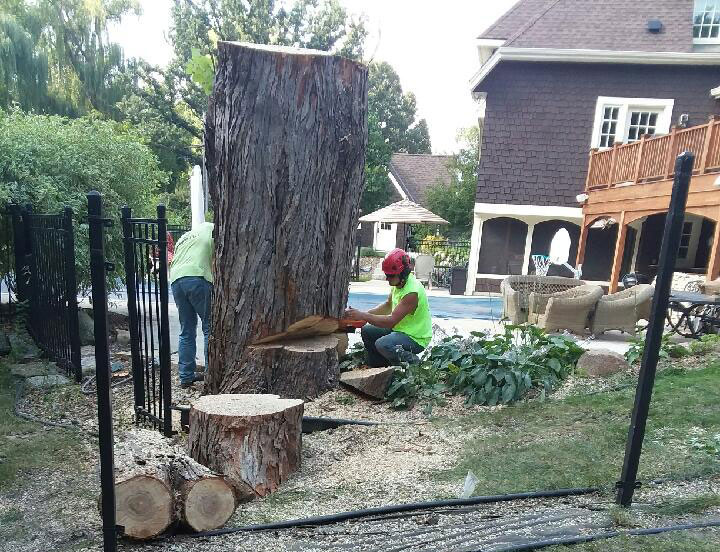 Two team members removing a large tree stump