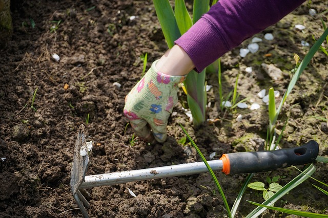 Plant removal by woman with glove and hand-hoe.